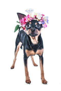 dog, Toy Terrier in a wreath of flowers . isolated