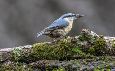 Nuthatch by edge of pool