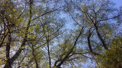  Trees against the blue sky, early spring