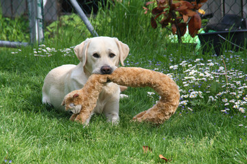 Labrador spielt im Garten