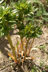Young peony sprouts.