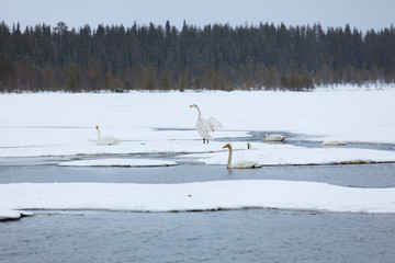 Swans on partially frozen lake
