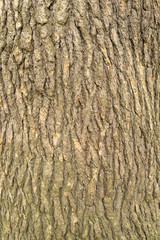 Tree bark.