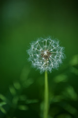 Fototapeta premium dandelion in a green grass 