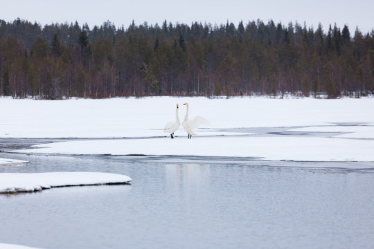 Swans on partially frozen lake