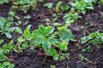 Strawberries growing in the garden. The concept of growing berries.
