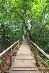 Boardwalk in forest Manuel Antonio