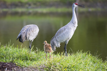 Portrait of sandhill crane Grus canadensis