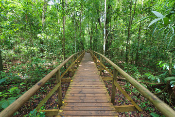 Boardwalk in forest Manuel Antonio