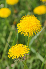 Yellow blossoming dandelion on a spring meadow