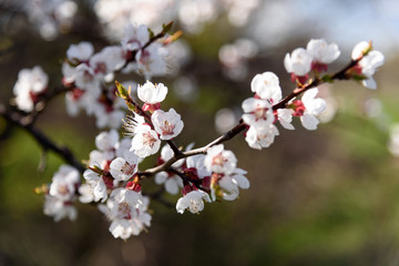 Flowering apricot trees