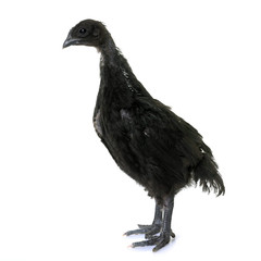 chick ayam cemani