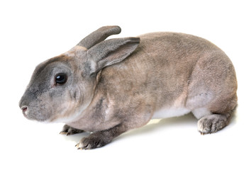 zibeline Rex rabbit