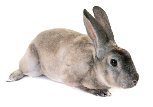 zibeline Rex rabbit