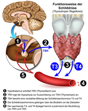 Funktionsweise der Schilddr&uuml;se beim Menschen, Thyreotroper Regelkreis vektor illustration