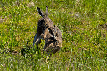 rabbits, bunnys