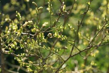 Young spring first foliage on blueberry branches.