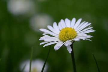 G&auml;nsebl&uuml;mchen