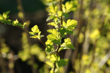 Young foliage of vesicerberry in early spring.