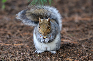 Grey squirrel with nut
