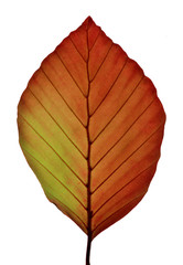 Fagus sylvatica
