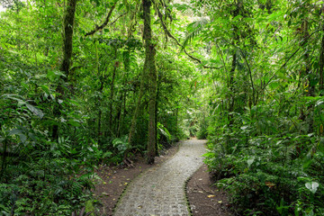 Stone path in rainforest Monteverde Costa Rica