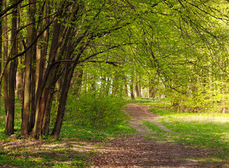 Trail in green blossoming spring forest, nature background