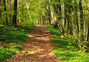 Fototapeta na wymiar Trail in green blossoming spring forest, nature background