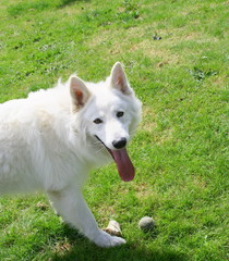 chien berger suisse blanc,jeu avec balle dans le jardin