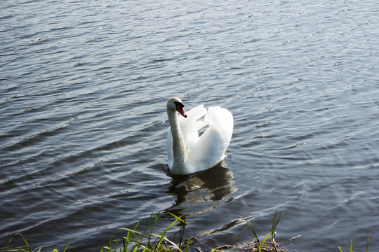 Swan 1