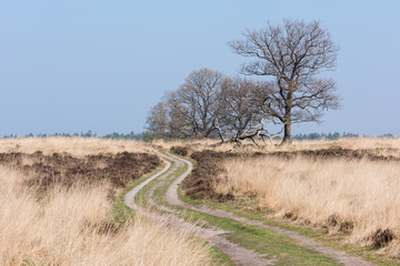 Path along the heather at Deelerwoud in the Netherlands