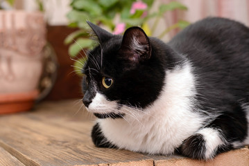 Black and white cat on a wooden surface