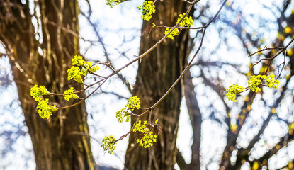 Lime tree blossom closeup photo. Flowers blossoming tree linden wood natural background, spring. A maple tree with blossoms. Linden blossom on the sky background.