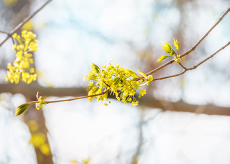 Lime tree blossom closeup photo. Flowers blossoming tree linden wood natural background, spring. A maple tree with blossoms. Linden blossom on the sky background.