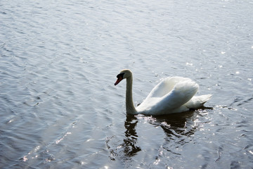 Swan 5