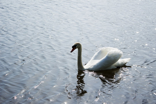 Swan 5