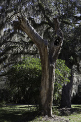 Old tree with Spanish moss