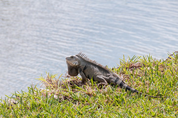 Iguana sitting in the grass near the water