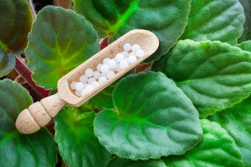 Homeopathic globules in scoop on green leaves of potted Violet saintpaulia. Natural alternative homeopathy treatment of plant diseases.
