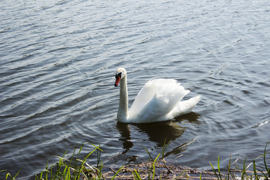 The Lone Swan