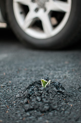 Plant sprouting through asphalt