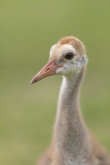 Fototapeta premium Portrait of Sandhill crane Grus canadensis chick