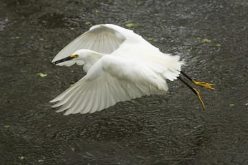Snowy egret flies with a fish in its bill, Florida.