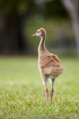 Portrait of Sandhill crane Grus canadensis chick