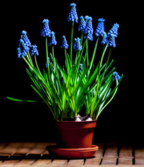 muscari blue magic.
