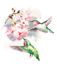 Watercolor Birds Hummingbirds Flying Around the Cherry Blossoms Flowers Hand Drawn Summer Garden Illustration isolated on white background - 148554212