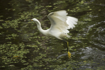 Snowy egret flies with a fish in its bill, Florida.