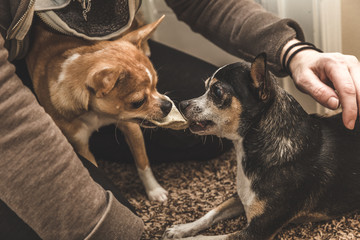 Two Small Dogs Fighting Over a Bone