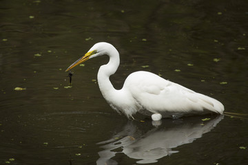 Great egret with a bullhead catfish in its bill, Florida.