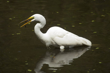 Great egret with a bullhead catfish in its bill, Florida.